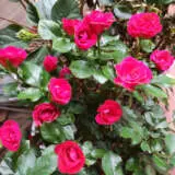 Pot Rose Jewels Collection Pot Rose Jewels Collection