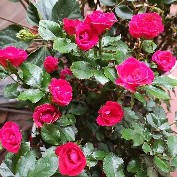 Pot Rose Jewels Collection Pot Rose Jewels Collection