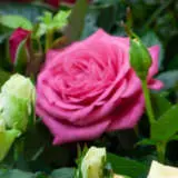 Pot Rose Jewels Collection Pot Rose Jewels Collection