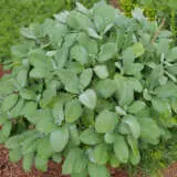 Sage Broadleaf Lplsagble - Garden Express Australia