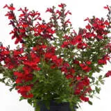 Salvia Mirage Cherry Red Salvia Mirage Cherry Red