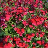 Salvia Mirage Cherry Red Salvia Mirage Cherry Red