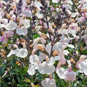 Salvias For Long-Lasting Colour Salvia Mirage Cream 2 - Garden Express Australia
