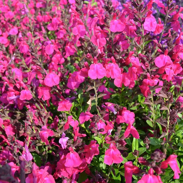Salvia Mirage Neon Rose Salvia Mirage Neon Rose