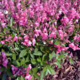 Salvia Mirage Pink Salvia Mirage Pink