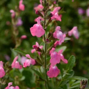 Salvias For Long-Lasting Colour Salvia Mirage Pink P68salmpn - Garden Express Australia