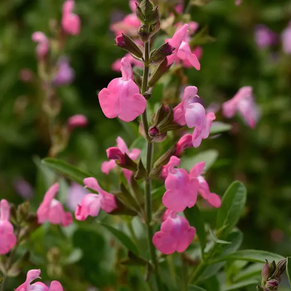 Salvia Mirage Pink Salvia Mirage Pink