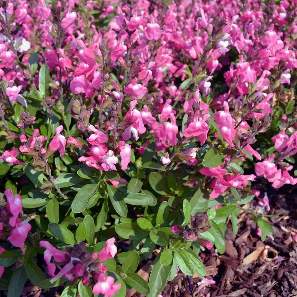 Salvia Mirage Pink Salvia Mirage Pink