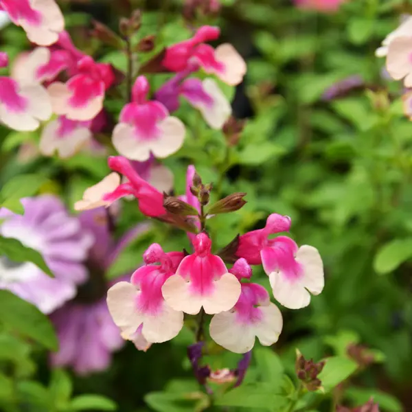 Salvia Mirage Rose Bicolour Salvia Mirage Rose Bicolour