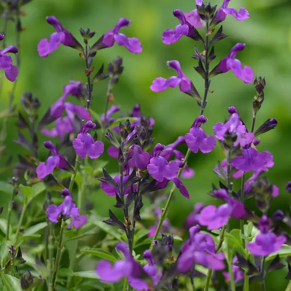 Salvia Mirage Violet Salvia Mirage Violet