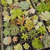 Unnamed Succulent Lucky Dip 12 Pack Unnamed Succulent Lucky Dip 12 Pack