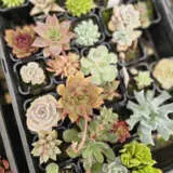 Succulent Lucky Dip Colsucld12 - Garden Express Australia