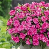 Sunpatiens Compact Purple Candy Sunpatiens Compact Purple Candy