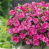 Sunpatiens Compact Purple Candy Sunpatiens Compact Purple Candy