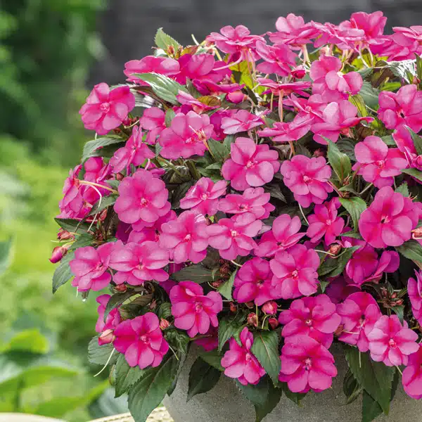 Sunpatiens Compact Purple Candy