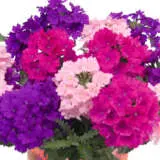 Verbena Confetti Garden Lplvercga - Garden Express Australia