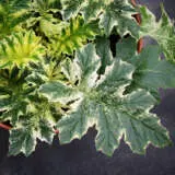 Acanthus Whitewater- Variegated Oyster Plant Acanthus Whitewater- Variegated Oyster Plant