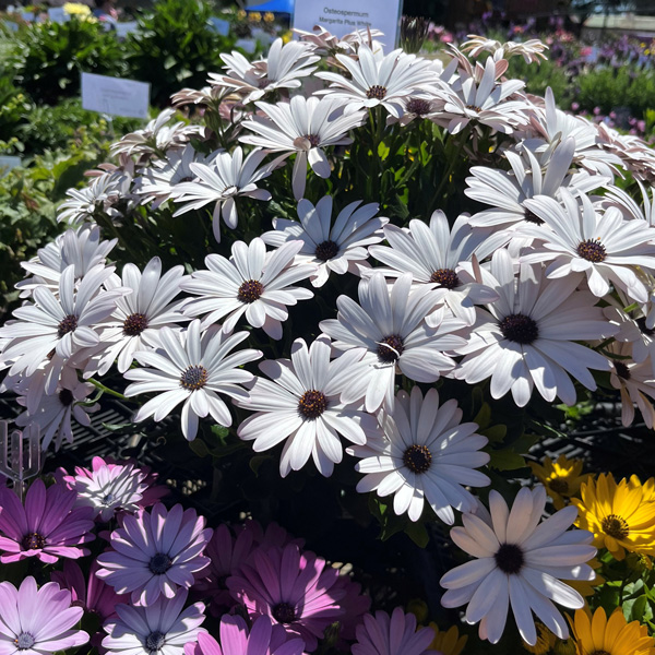 Osteospermum Margarita Plus White