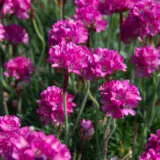 Armeria Morning Star Rose Armeria Morning Star Rose