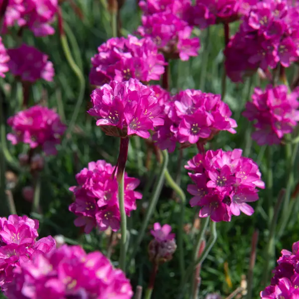 Armeria Morning Star Rose