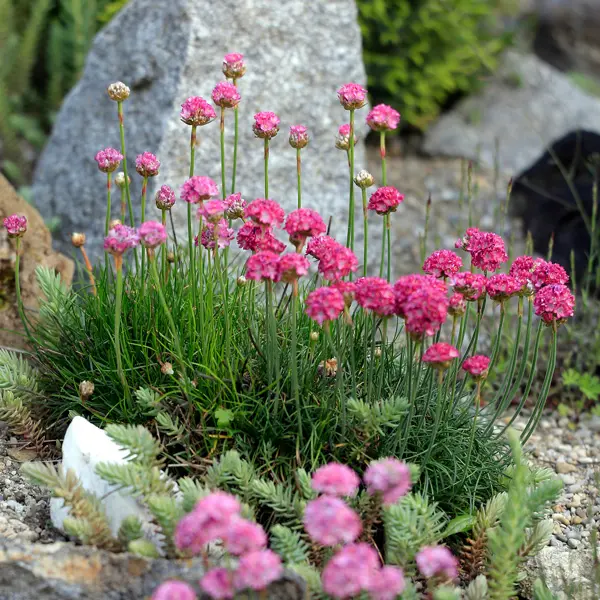 Armeria Morning Star Rose