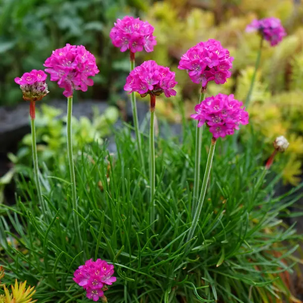 Armeria Morning Star Rose