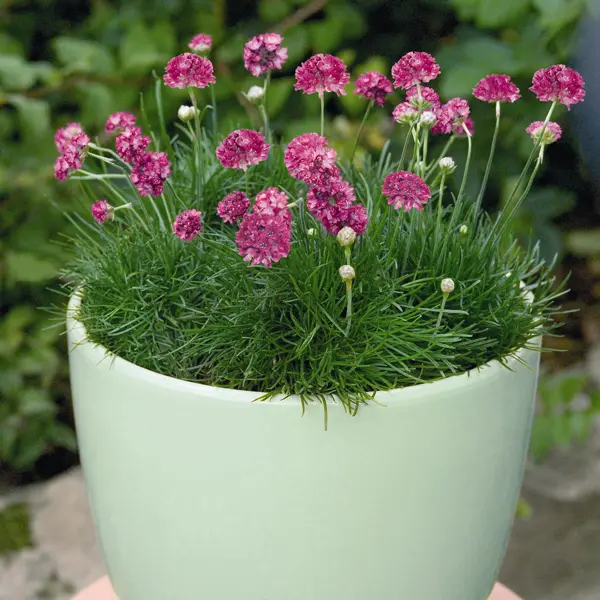 Armeria Morning Star Rose