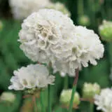 Armeria Morning Star White Armeria Morning Star White