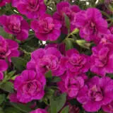 Calibrachoa Double Collection Calibrachoa Double Collection