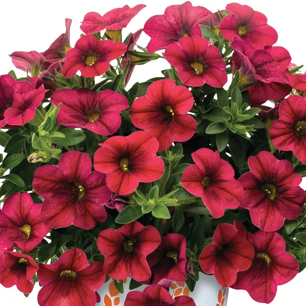 Calibrachoa Bloomtastic Chilli Pepper Calibrachoa Bloomtastic Chilli Pepper