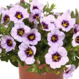 Calibrachoa Bloomtastic Lavender Quartz Calibrachoa Bloomtastic Lavender Quartz