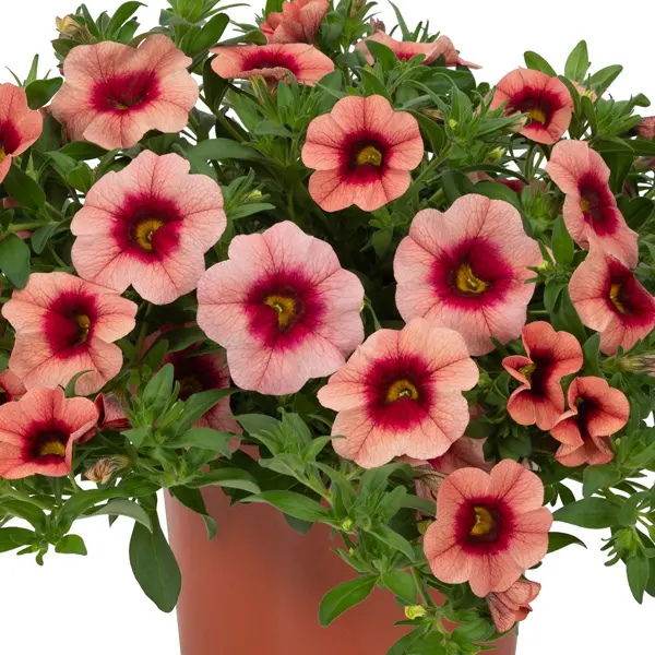 Calibrachoa Bloomtastic Salmon Calibrachoa Bloomtastic Salmon