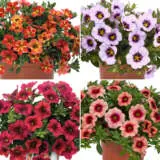 Calibrachoa Collection 2024 Colcalico - Garden Express Australia