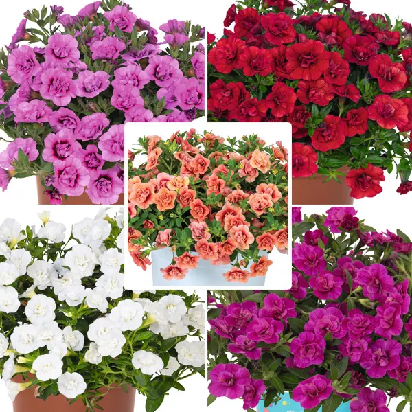 Calibrachoa Double Collection Calibrachoa Double Collection