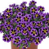 Calibrachoa Tik Tok Blue Calibrachoa Tik Tok Blue