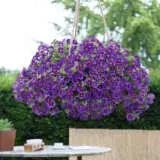 Calibrachoa Tik Tok Blue Lplcalttb - Garden Express Australia
