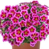 Calibrachoa Tik Tok Rose Calibrachoa Tik Tok Rose