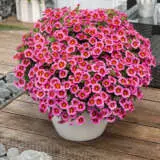 Calibrachoa Tik Tok Rose Lplcalttr - Garden Express Australia