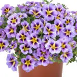 Calibrachoa Tik Tok Sky Blue Calibrachoa Tik Tok Sky Blue