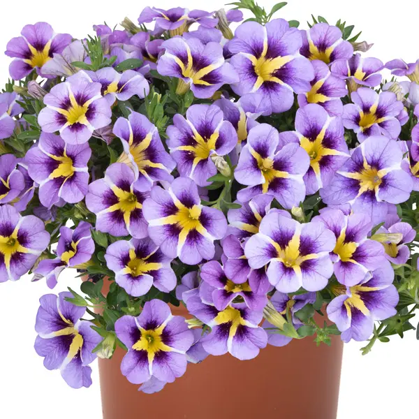 Calibrachoa Tik Tok Sky Blue Calibrachoa Tik Tok Sky Blue