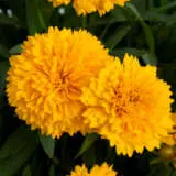 Coreopsis Golden Sphere Bunch Of Blooms Coreopsis Golden Sphere Bunch Of Blooms