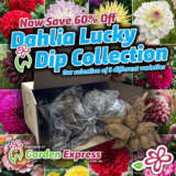 Dahlias Luckydip 2025 - Garden Express Australia