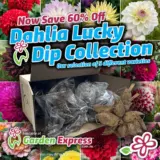 Dahlias Luckydip 2025 - Garden Express Australia