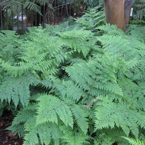 Dennstaedtia Lacy Ground Fern Dennstaedtia Lacy Ground Fern
