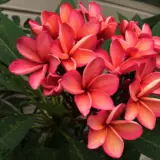 Frangipani Shiraz P12frashr - Garden Express Australia