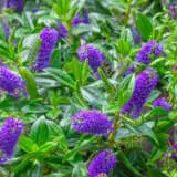 Hebe Elegance Purple Lpohebepr - Garden Express Australia