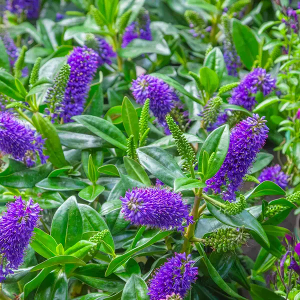 Hebe Elegance Purple Hebe Elegance Purple