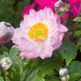 Japanese Windflower- Anemone Royal Candy Japanese Windflower- Anemone Royal Candy