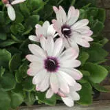 Osteospermum Margarita Whiteout Collection Osteospermum Margarita Whiteout Collection