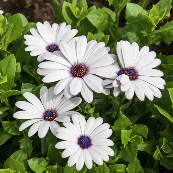 Osteospermum Margarita Whiteout Collection
